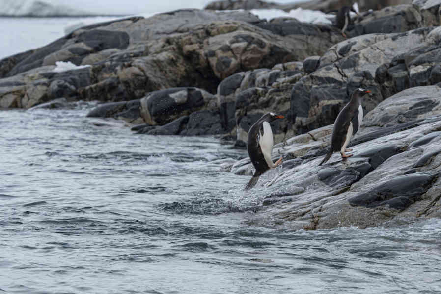 Pingüino Papua o Gentoo - Antártida 09.jpg